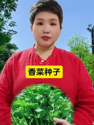 秋姐百货 大叶香菜种子