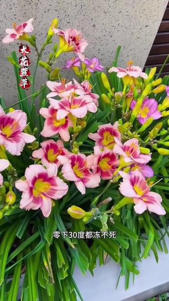 #基地直发 #耐寒植物 #大花萱草 #多年生宿根花卉 #开花植物 @抖加🔥上热门🔥dou+🔥热点宝