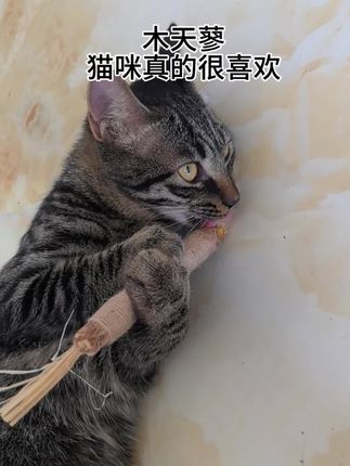 木天蓼,真的可以硬控小猫咪,买回去不用担心他们不爱玩。#木天蓼磨牙棒 #木天蓼猫玩具 #可爱小猫咪 #田园小萌宠