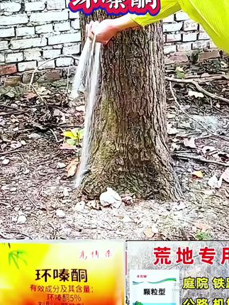 #环嗪酮 #环嗪酮除大树竹子灌木杂草 #环嗪酮颗粒使用方法 #环嗪酮除杂草 #环嗪酮使用方法