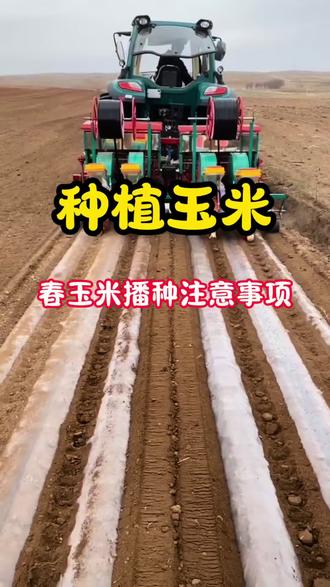 春玉米播种注意事项#农业知识 #玉米种植 #玉米管理#三农 #种植小技巧