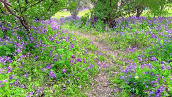 四时花美丽至极!#四时花lolita #lo裙