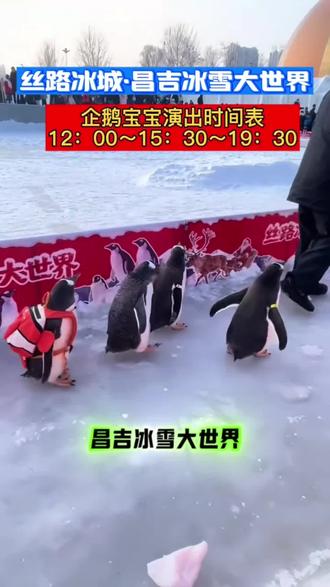 丝路冰城昌吉冰雪大世界。迎来了可爱的企鹅宝宝,每天四场演出。#昌吉冰雪大世界#企鹅#新疆#萌趣#假期游玩