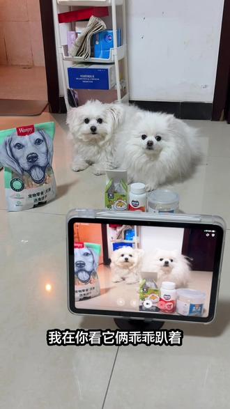 偏心的豆包 竟然说糯米是傻狗 又说糯米偷吃零食!!!!还让我给小白奖励零食!!偏心的豆包😡#萌宠 #萌宠日常vlog #宠物迷惑行为