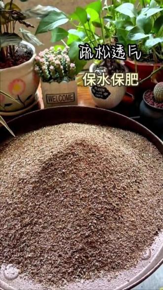 喜欢养花的朋友可以试试这个蛭石,它是一种很好的土壤调节剂,具有良好的透气性和保湿性,还能帮助植物发根壮苗。#蛭石扦插 #蛭石 #花卉盆栽