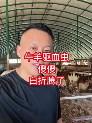 #养羊技术指导讲解#牛羊血虫#羊血虫#牛血虫