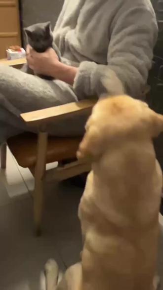 🐶:快摸我,快摸我
#吃醋狗狗 #萌宠 #萌宠出道计划 #小狗的心思都写在脸上了 #拉布拉多