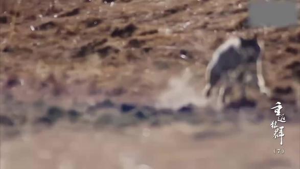 格林是嘤嘤怪呀#重返狼群 #格林