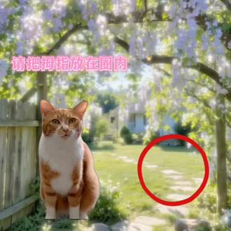 暂停一下,小猫有话说#猫meme#猫meme小剧场