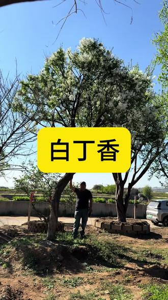 满树繁花的白丁香#丁香花#别墅庭院植物