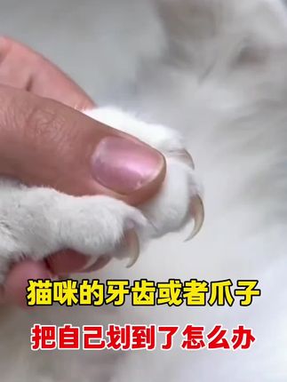 猫猫狗狗的小秘密#养猫人 #养猫经验分享 #养猫日常 #科学养宠攻略 #狂犬病