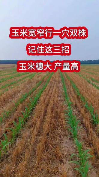 种玉米记住这三招#玉米 #三农 #抖音助农 #农业种植#知识分享