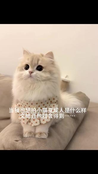 当我也想拍小猫变成人说什么样 交给豆包就会得到!#萌宠 豆包ai小猫年龄变人指令 小猫变人指令#豆包ai#豆包P图已经nextlevel了 #猫咪变人 #猫咪人形