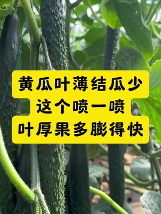 黄瓜叶薄结瓜少?牛多多螯合肥一喷,叶厚果多膨得快!#黄瓜种植 #黄瓜高产种植 #黄瓜种植技术 #牛多多黄瓜种植