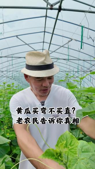 选黄瓜要挑弯的不选直的吗?深耕有机农业的阿林来给你讲讲真相
#科普 #有机 #黄瓜 #黄瓜怎么选 #食品安全