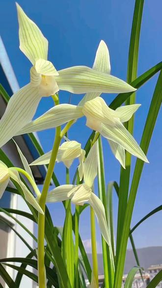 自古人间君子花,
芳香一缕醉天涯。
段氏名花【大雪素】