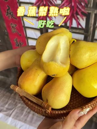 熟啦熟啦,爸妈种了一年的香蕉梨终于熟啦,西北出去的娃娃们都抵御不了香蕉梨的诱惑,她的口感是那种软糯香甜的口感,果肉特别细腻,汁水特别充足,果子还有一股浓郁的酒香味,真的真的真的包好吃的#现摘新鲜水果 #香蕉梨 #太婆梨 #茄梨 #啤梨