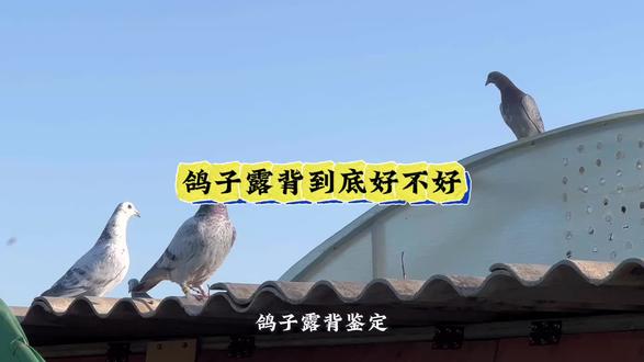 提高最快的方法,就是快速的实践,精准的总结!#赛鸽运动