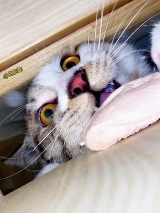 #真实还原 7只猫大型偷吃现场,没一只善茬!#白憨憨