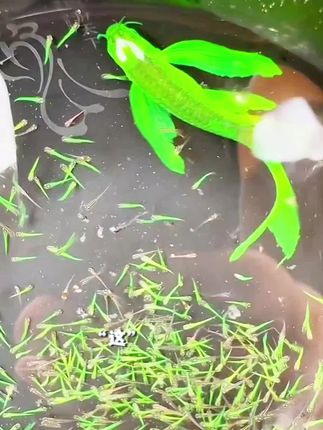 我只想养一条鱼,你为什么给我生那么多鱼崽!#养鱼日记#观赏鱼#蝶翼斑马#斑马鱼