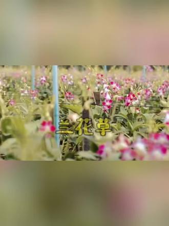 你知道吗《兰花草》并不是一首爱情歌曲