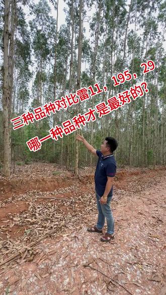 三个品种对比,你看哪个品种比较好?#桉树品种 #桉树种植 #桉树技术产业联盟