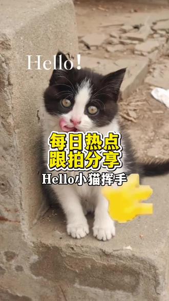 hello挥手小猫教程
猫咪打招呼的视频
打招呼的小猫表情包
hello打招呼模板
小猫打招呼动态图
hello猫表情包制作
#打招呼的小猫
hello猫
hello挥手动作教程
hello挥手动画教程
hello挥手小猫模板
新年就用hello打招呼
hello挥手小猫怎么做
hello挥手小猫
hello原视频#哈喽小猫 #Hello小猫 #挥手小猫 #剪映