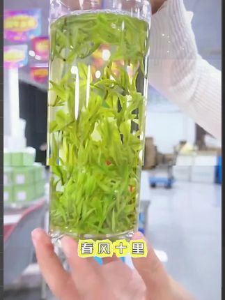 2025年新茶早春白茶高山采摘高白化源于安吉新茶H89199 250g/500g