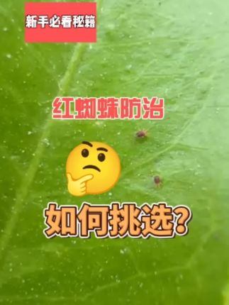 红蜘蛛肆虐,可以用宝卓#三农 #分享农业知识帮农民增产增收 #红蜘蛛