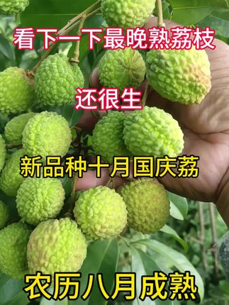 最晚熟荔枝马贵荔枝,中秋成熟的一个品种,喜欢的可以种上几颗#新农人计划 #果树种植 #抖音助农 #三农种植 #果树苗