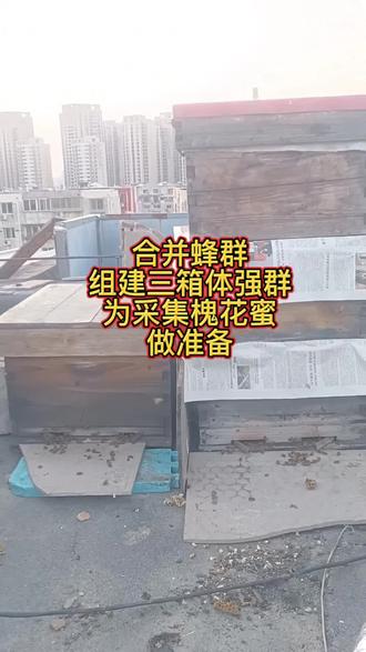 合并蜂群,组建三箱体强群,为即将到来的槐花大流蜜做准备。槐花蜜十年九不收,祈祷今年槐花盛开时气温高、没有大风、不下雨。#意蜂养殖#楼顶养蜂 #养蜂日记 #纯天然蜂蜜