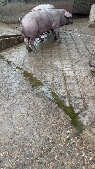 #dou上热门抖音 很多朋友问我猪身上的K是什么意思,你们觉得是什么意思