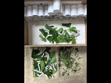 #三年级养蚕日记 #三年级养蚕 交作业啦!小小蚕宝宝的一生,破茧成蛾,圆满落幕,奇妙的生命之旅~