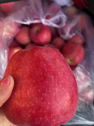 甘肃 庆阳 黄土高原 中秋王苹果
