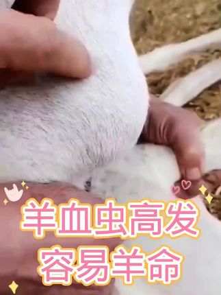 #养殖户#养羊人 #自繁自养