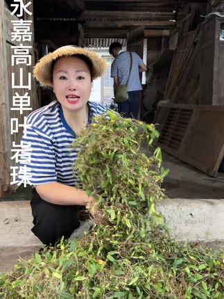#大自然的馈赠 永嘉高山峭壁单叶岩珠,炖鸭子炖猪蹄泡茶喝