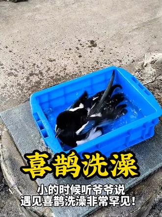 喜鹊洗澡好运连连#神奇动物#动物也有爱#小鸟#神奇动物在抖音#喜鹊报喜好事连连