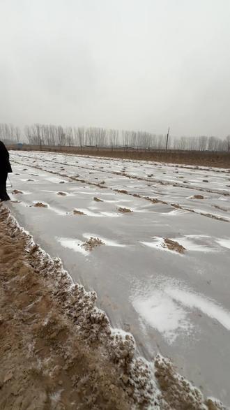 #芍药覆膜全过程 今天已完成覆膜 #我的农村生活 #种地人