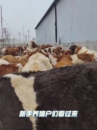 #牛羊养殖 #加油养牛人 #牛养殖 #科学养牛 #合畜