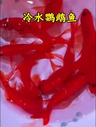 冷水鹦鹉鱼 想养出“开门红”?选冷水鹦鹉鱼就对了!皮实耐养不挑水,不用费精力伺候,每天看它们红红火火游来游去,心情都跟着亮起来~#强烈推荐 #上热门 #dou上热门 #养鱼日记 #观赏鱼 @抖加🔥上热门🔥dou+🔥热点宝
