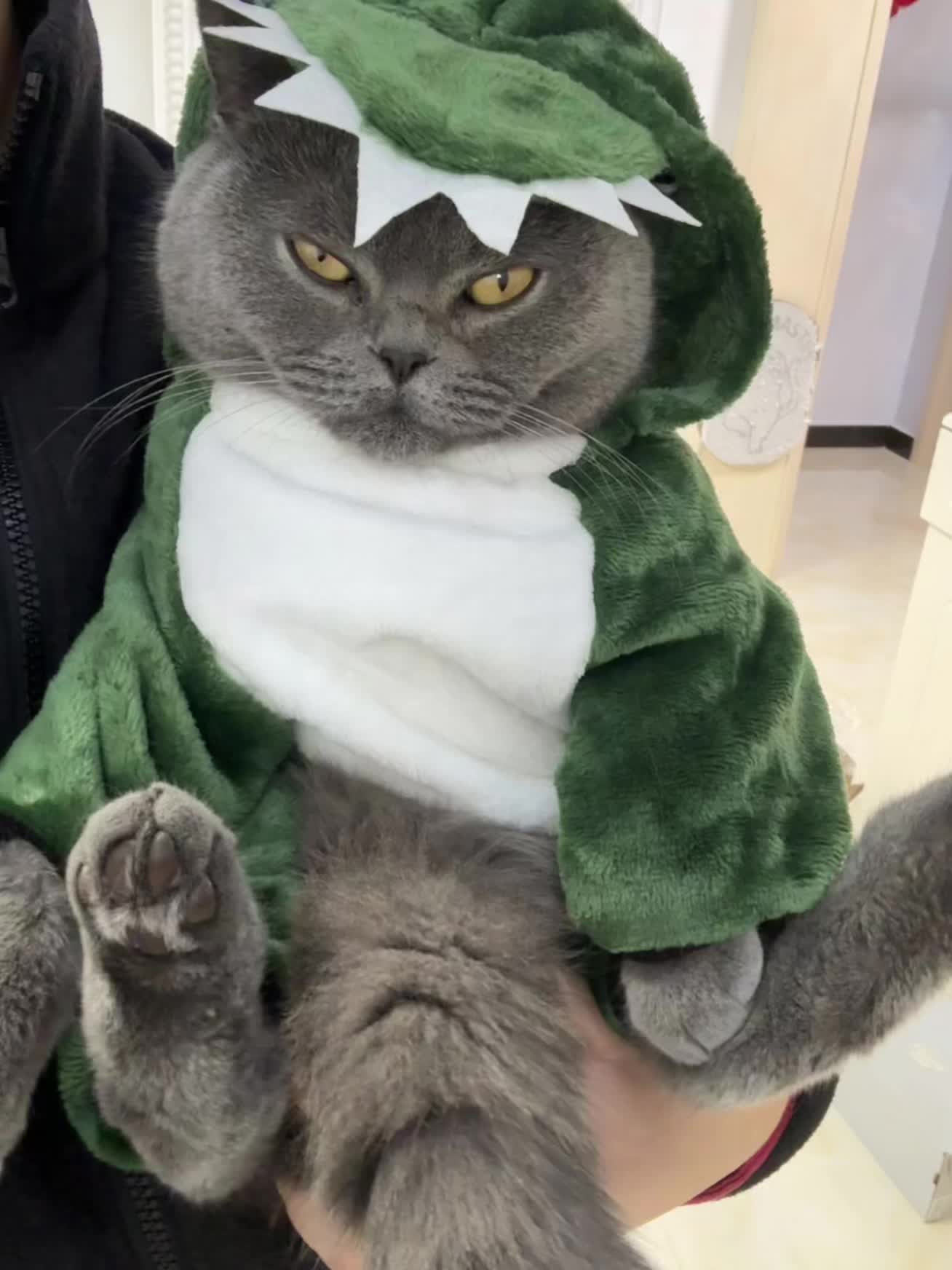 和小宝宝有什么区别#萌宠 #可爱猫咪 #小蓝猫 #猫咪衣服