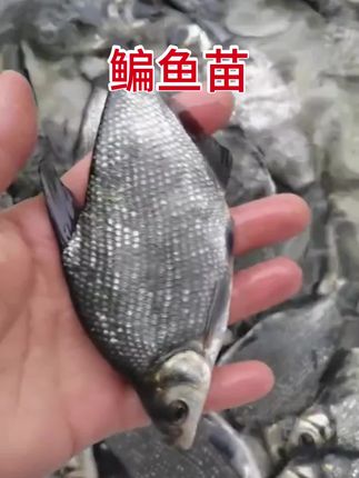 武昌鱼也叫鳊鱼 ,吃水草青苔浮萍,吃各类菜叶子,也可以吃五谷杂粮和饲料,养殖简单,适合套养.#水产养殖 #水产人 #新农人计划 #鱼苗 #四大家鱼养殖