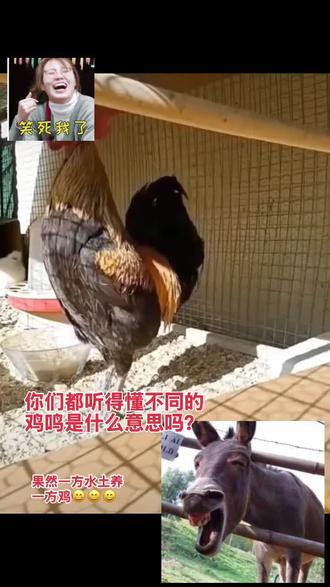 你们都听得懂这些鸡鸣是什么意思?评论区讨论 #前方高能请接住 #好有灵性的大公鸡
