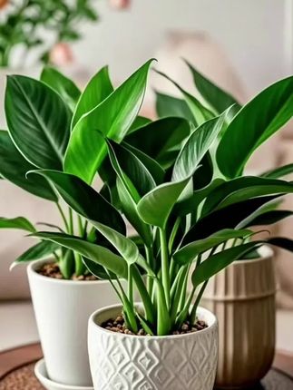 金钻绿公主 耐阴能力超强,就算放在光线不太充足的角落,也能正常生长,不怕晒坏也不怕缺光; 还能悄悄净化空气,,养着既好看又安心。#好看的花一定要分享給你 #室内绿植#水培植物#金钻绿公主