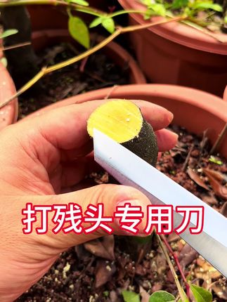 盆景树桩修剪后的残头,迟迟不能包边愈合,用专用打残头工具,能让切口愈合包边更好看,增加盆景观赏价值#残头处理 #嫁接刀 #盆景制作
