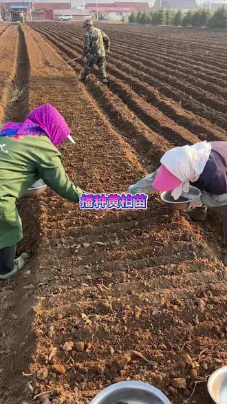 中药材黄柏种子 黄柏种子育苗视频黄柏种植教程