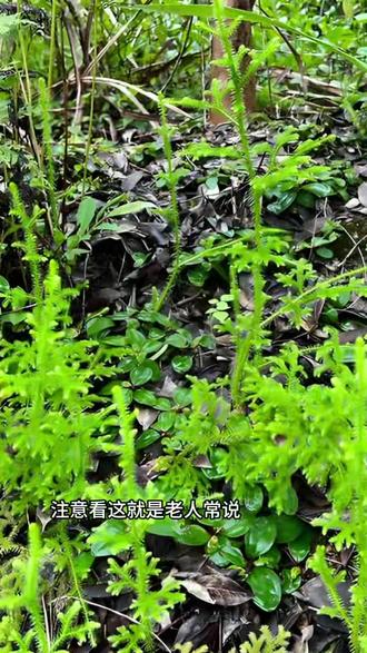 老人们说的腿酸草,也就是伸筋草,你知道它的妙用吗?#伸筋草 #植物科普 #大自然的馈赠