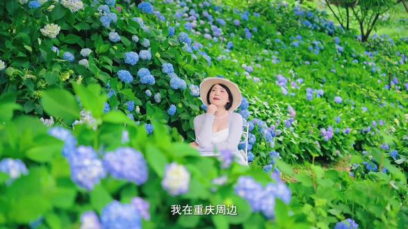 五月来云林天乡露营赏绣球花海 #云林天乡 #重庆绣球花 #重庆露营 #重庆周末好去处
