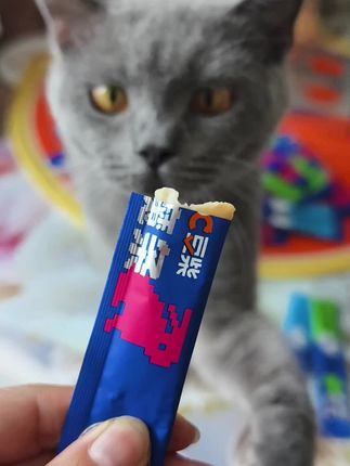豆柴猫条,养猫人速抢#吃货猫 #猫咪 #萌宠 #猫 #豆柴猫条