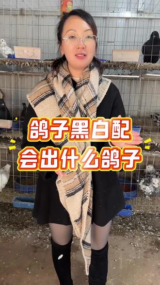 鸽子黑白配会出什么鸽子#圆环鸽子#观赏鸽养殖#鸽子#梦坛#鸽友